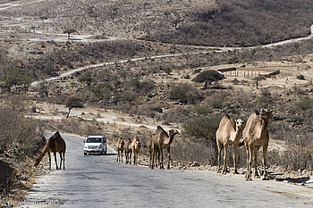 Kamele auf der Straße zum Ayn Athum im Oman