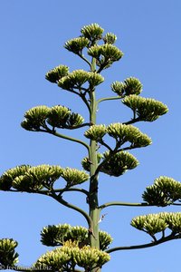 Blütenstand der Agaven bei Moulay Idris