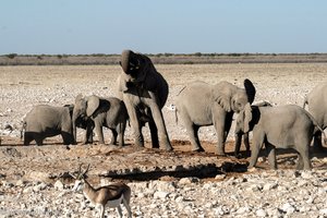 Elefanten am Olifantsbad im Etosha Nationalpark
