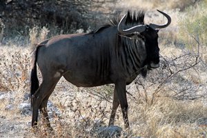 Gnu-Bulle