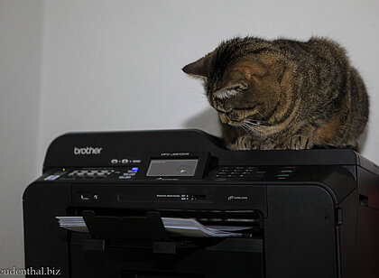 Drucker als Spielzeug für Katzen