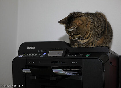 Drucker als Spielzeug für Katzen