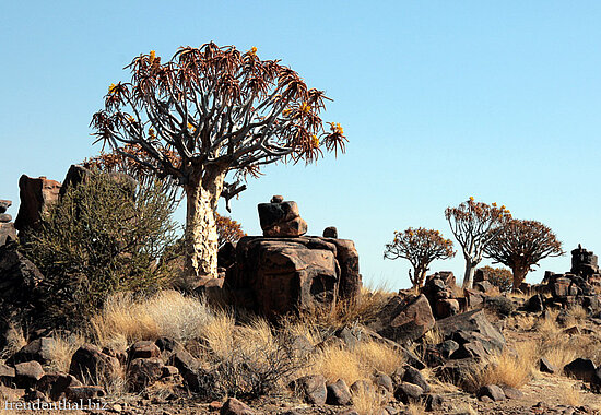 Bei den Köcherbäumen in Namibia