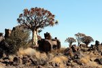 Bei den Köcherbäumen in Namibia