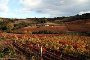 Herbststimmung in den Weinbergen