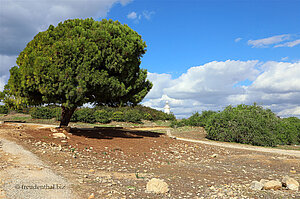 Der Weg zum Leuchtturm von Kato Pafos