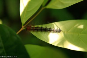 Raupe im Khao Sok Nationalpark