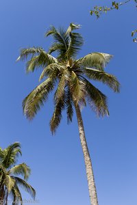 Kokospalme beim Ayn Humran im Oman