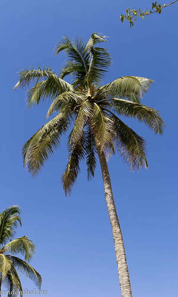 Palme bei Ayn Humran