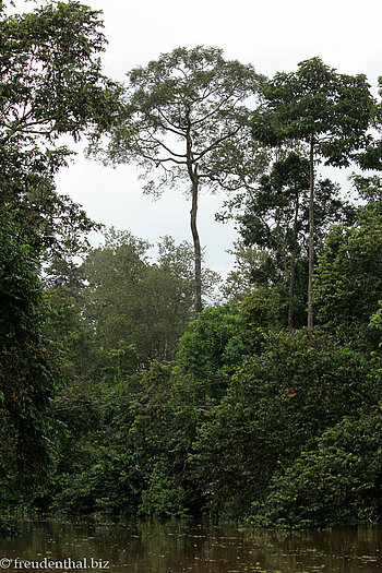Seitenarm des Kinabatangan River bei Sukau, Borneo