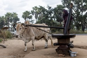 Ochse bei der Palmölpresse - Rundreise Myanmar