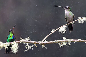 Kolibris im Regen
