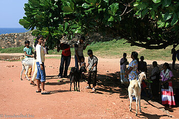 Ziegen und Kinder in Galle