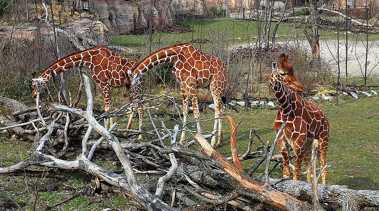 Netzgiraffe im Zürcher Zoo