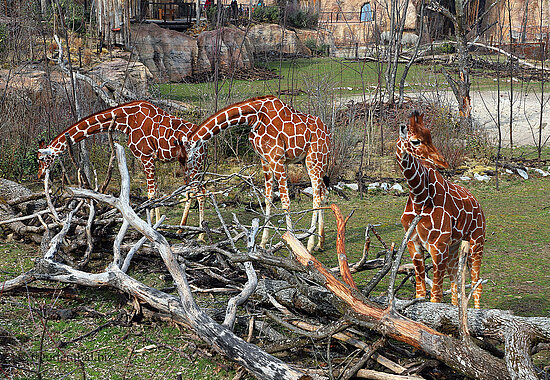 Netzgiraffes in der Lewa-Savanne im Zürcher Zoo