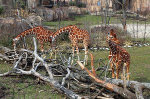 Netzgiraffe im Zürcher Zoo