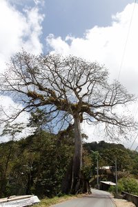 Kapokbaum bei Moriah