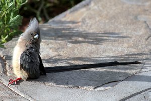 Weißrückenmausvogel bei der Namib Desert Lodge in Namibia