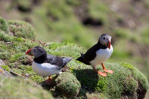 Papageitaucher auf den Shetlands