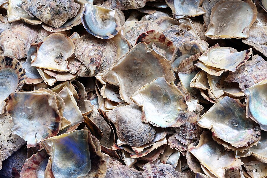 Leere Muschelschalen bei Legend Pearl, Halong