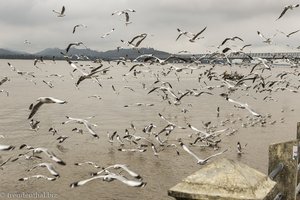 Möwen vor der längsten Brücke Myanmars in Mawlamyaing