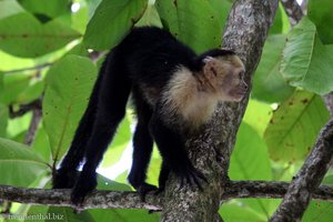 Kapuzineraffe (Cebus) im Nationalpark Manuel Antonio