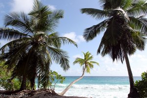 Palmen an der Anse Takamaka