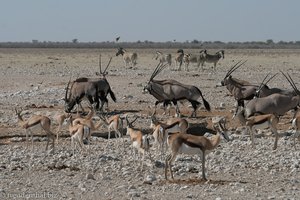 Springbok, Oryx und Zebras nahe dem Camp Okaukuejo