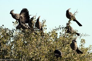 Graulärmvogel nahe der Salzpfanne