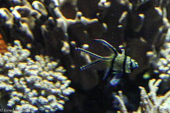 Kardinalbarsch (Pterapogon kauderni)