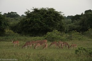 Sambar-Hirsche