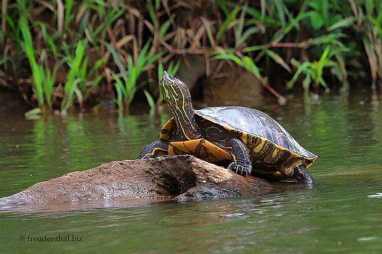 Flussschildkröte am Río San Carlos Flussschildkröte am Ufer des Río San Carlos, Costa Rica