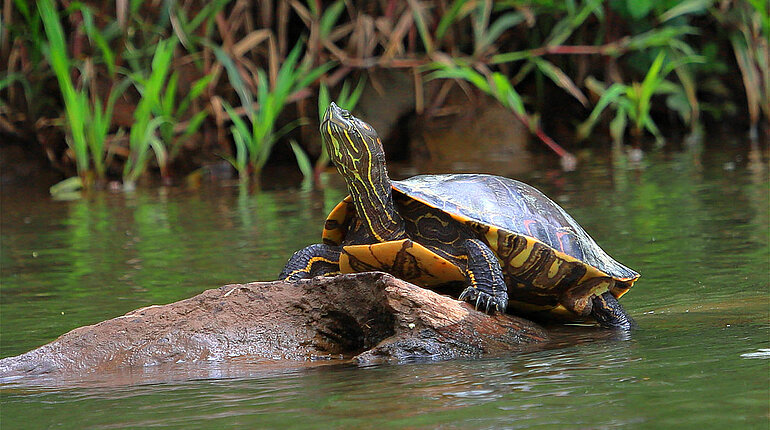 Flussschildkröte am Ufer des Río San Carlos, Costa Rica