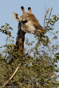 Giraffe beim Fressen am Shingwedzi-Fluss