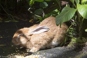 Hoppelhase im Jardin des Parfums et des Epices