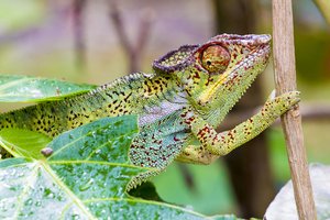 Pantherchamäleon (Furcifer pardalis) im Jardin d'Eden