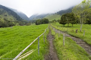 Die Wachspalmen stecken ihre Köpfe in den Nebel im Cocora-Tal.