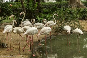Flamingos im Teich des Rose Garden bei Nakhon Pathom