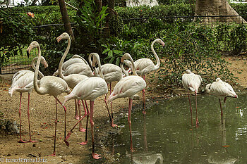Flamingos im Teich des Rose Garden bei Nakhon Pathom