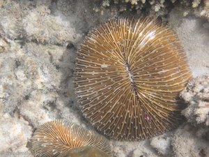 Unterwasserwelt vor der Westküste von Borneo