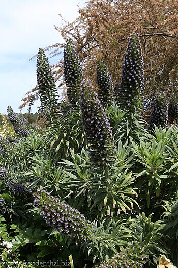 Blütenpracht bei der Finca Can Prohom
