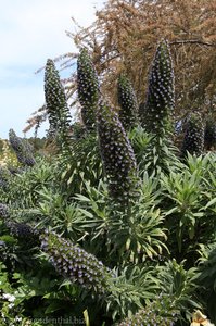 Blütenpracht bei der Finca Can Prohom