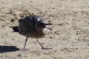 bettelnde Möwe am Strand von Coronado