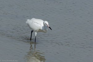 Reiher in den Zapata-Sümpfen