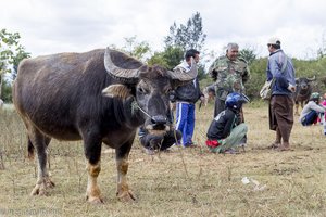Will jemand einen Wasserbüffel kaufen? - Rindermarkt in Myanmar