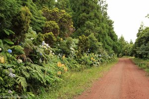 Wanderung rund um Ribeirinha auf den Azoren