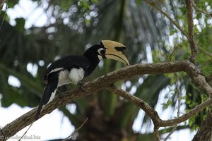 Orient-Hornvogel auf Koh Hai
