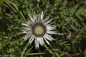 Silberdistel auf dem Weg zur Spitalalpe