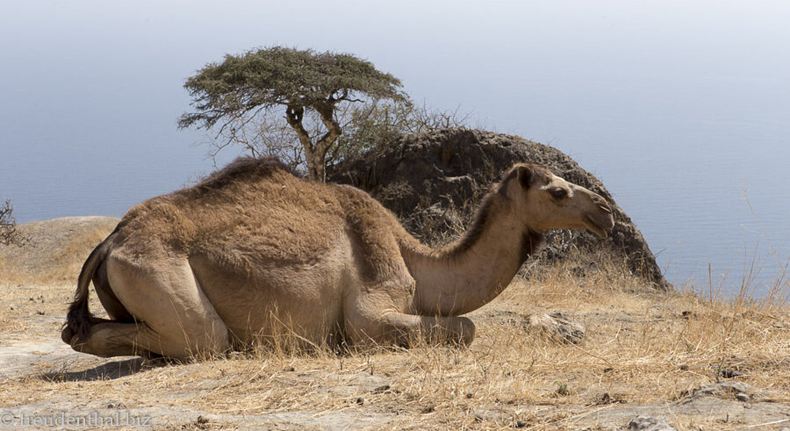 Liegenden Kamel oberhalb vom Fazayah Beach in der Region Dhofar im Oman