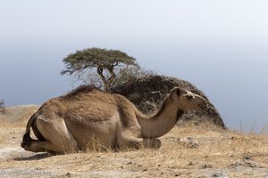 Kamel oberhalb dem Fazayah Beach im Oman